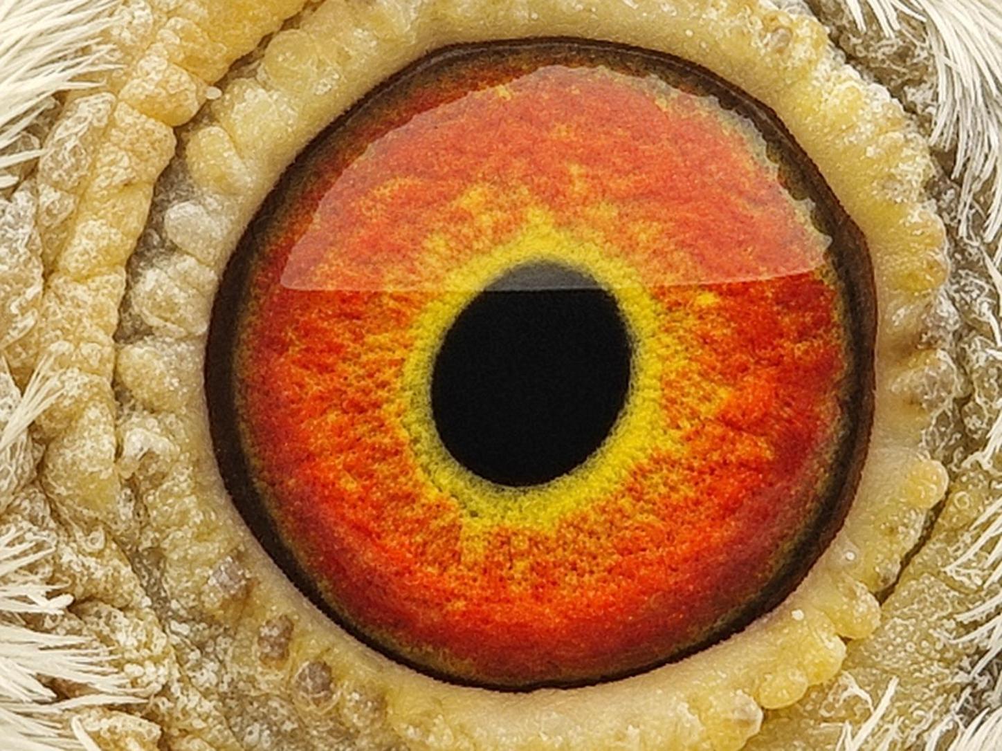 Pigeon eye